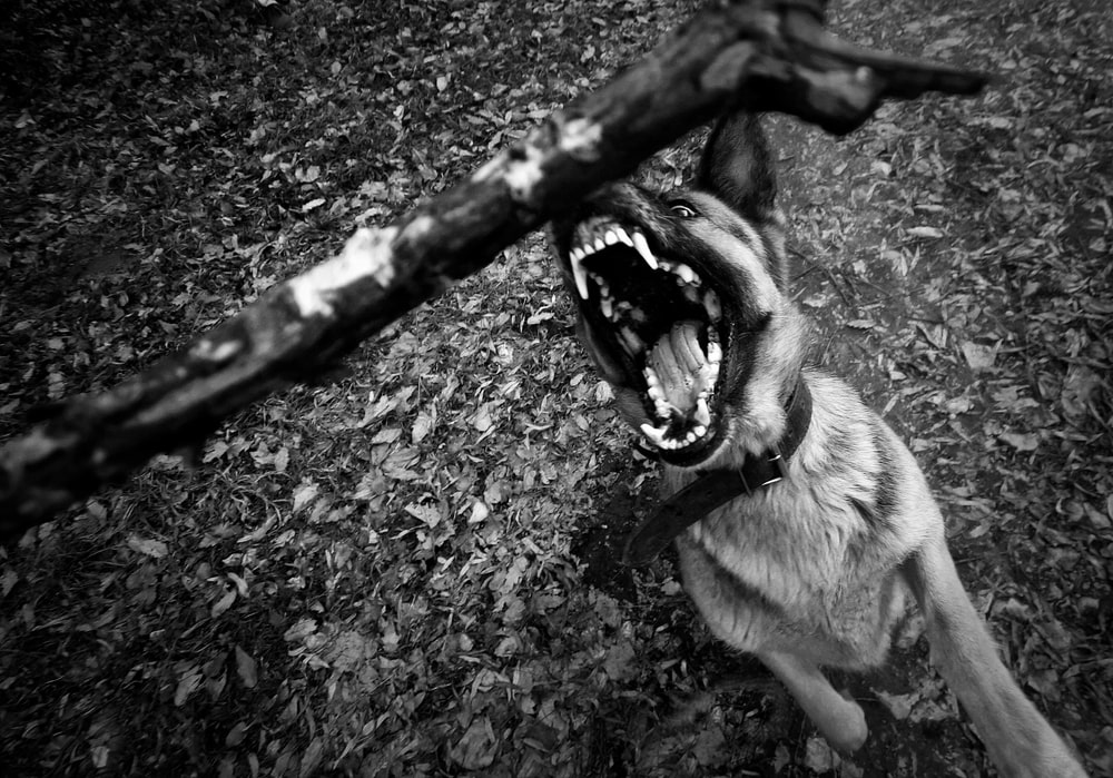 Why Experience Matters in Dog Bite Cases
