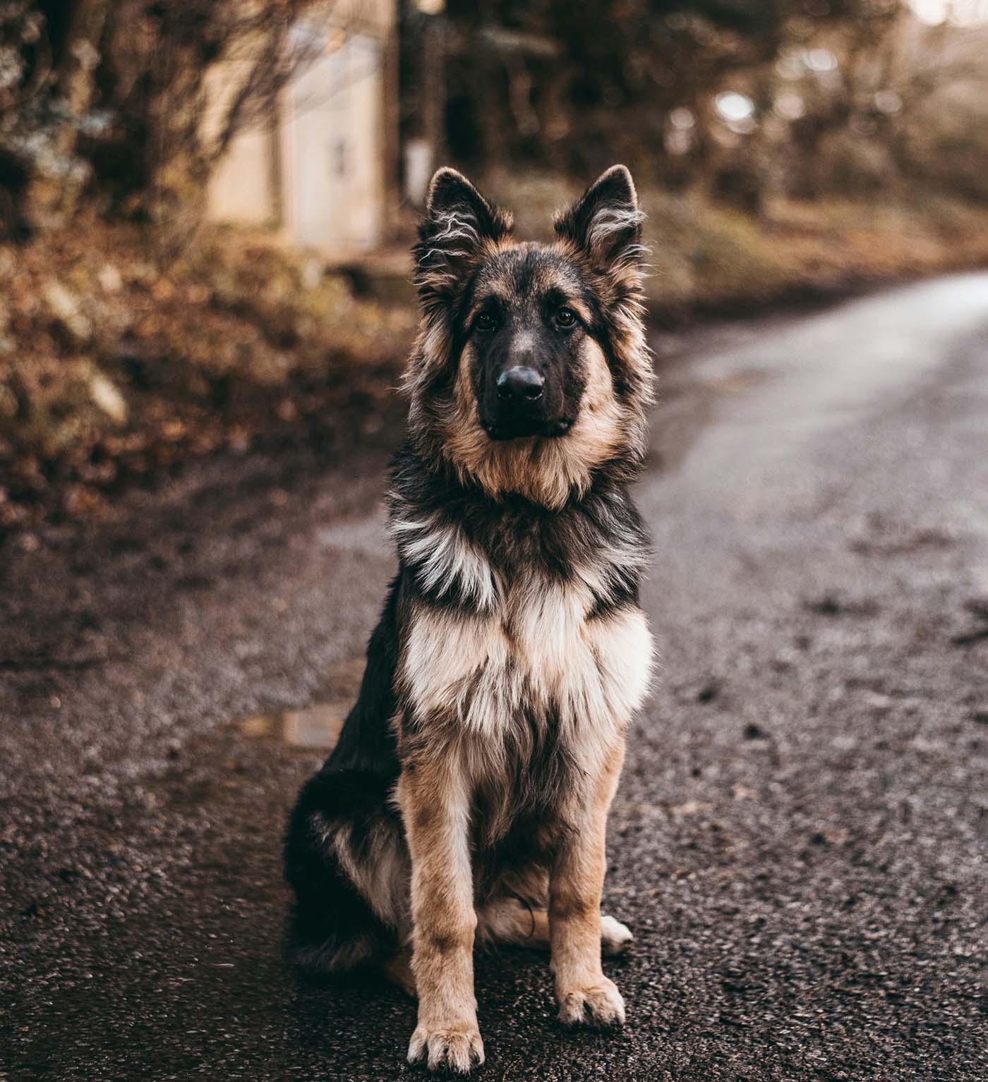 German shepherd sitting outdoors near a residential walkway