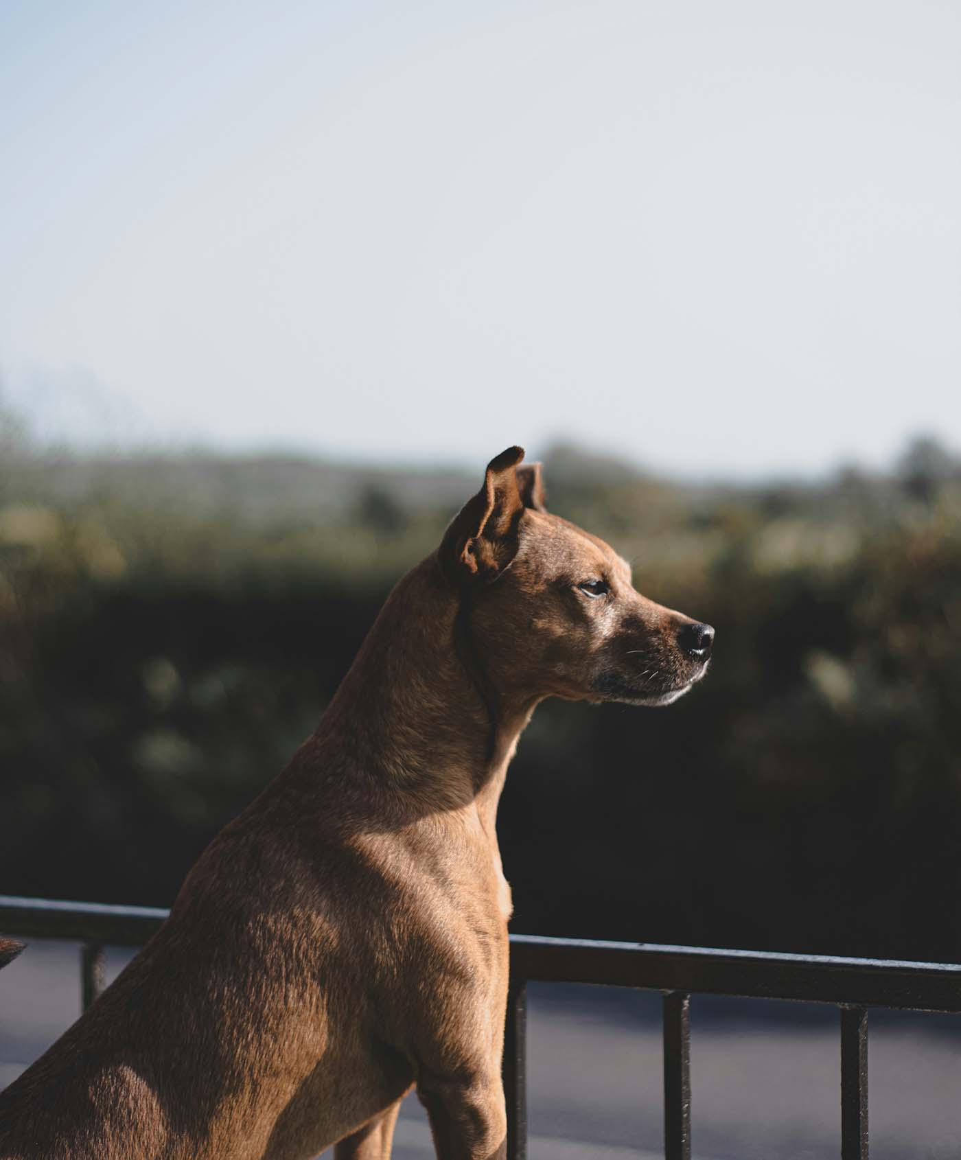 Brown dog standing near an outdoor railing