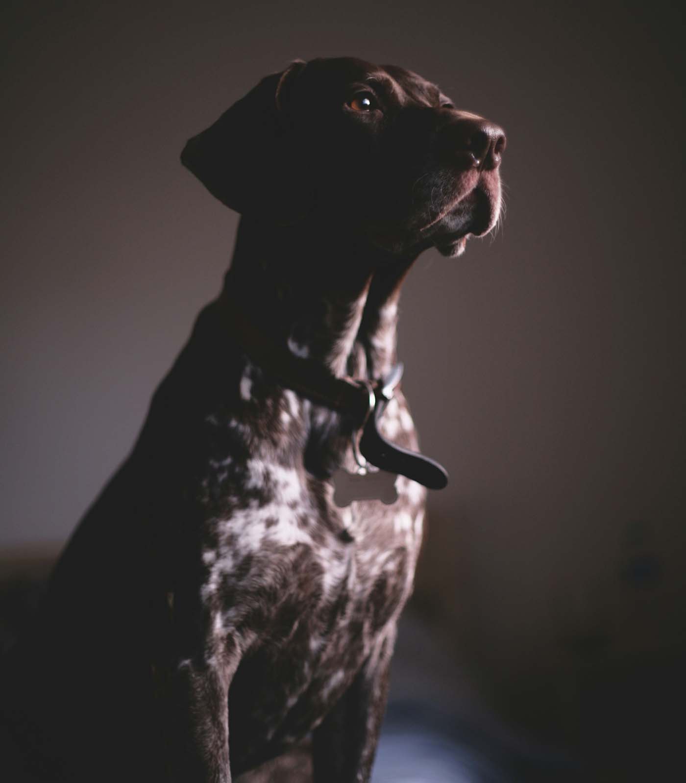 Collared black dog sitting indoors