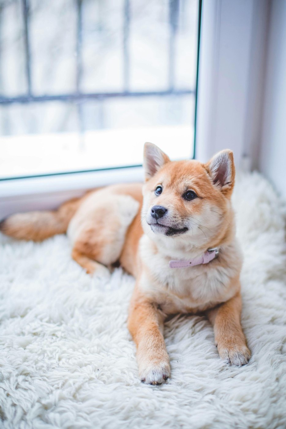 Tan dog resting on a soft blanket beside a window.