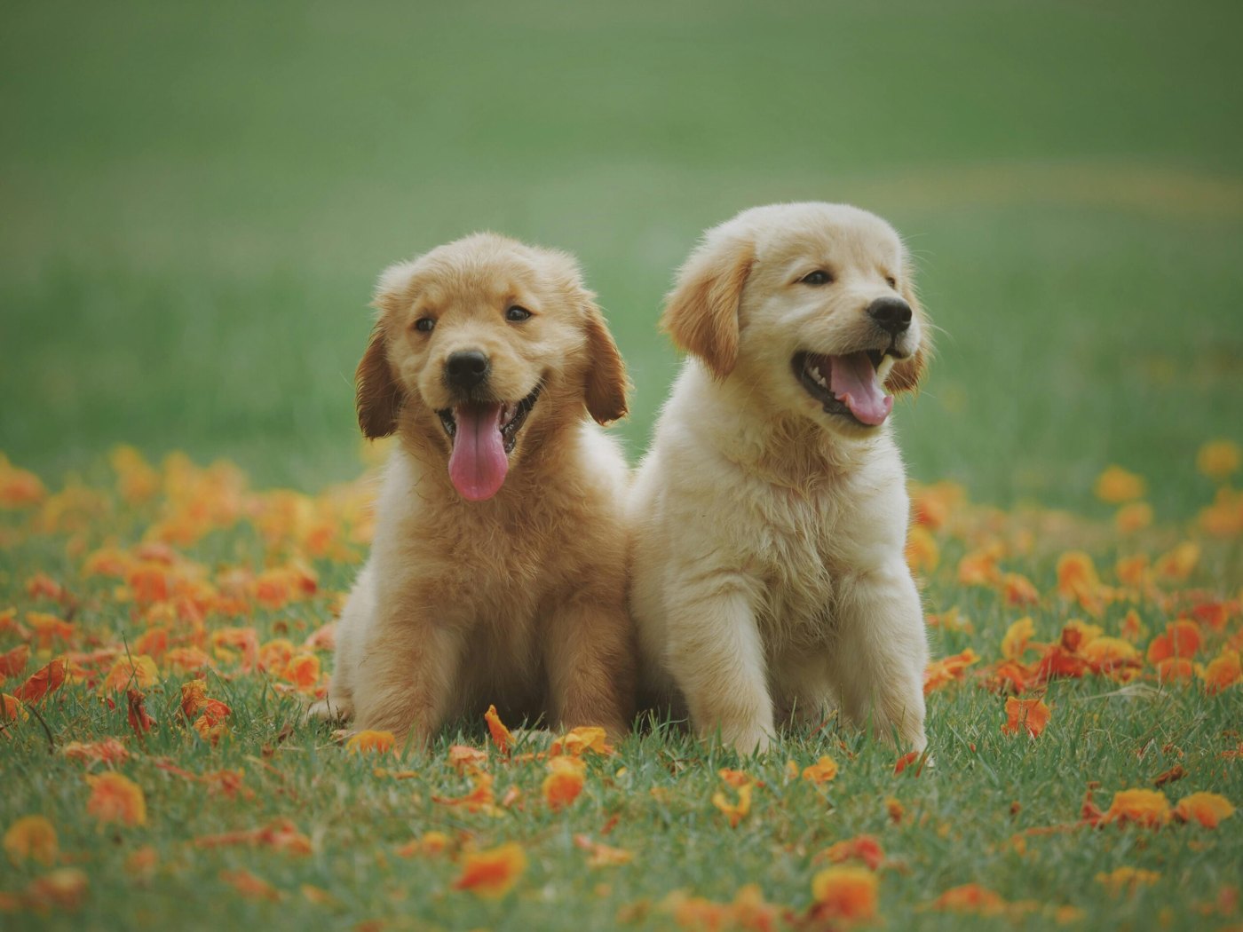 Two golden-colored puppies sitting in grass among small orange flowers.